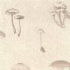 FLAX WALLPAPER | Mushroom Encyclopedia | FWP-ENC-04